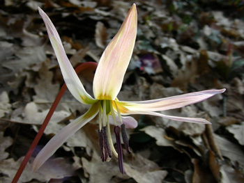 Erythronium dens-canis L. 110307-01.JPG