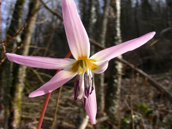 Erythronium dens-canis L. 110307-40.JPG