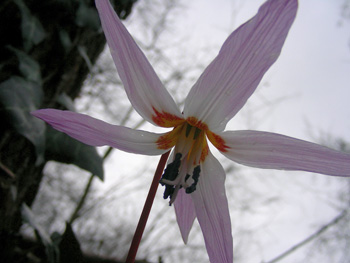 Erythronium dens-canis L. 110314-11.JPG