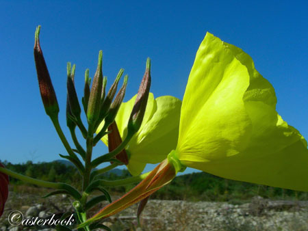 Oenothera glazioviana Micheli  110915-23 copia