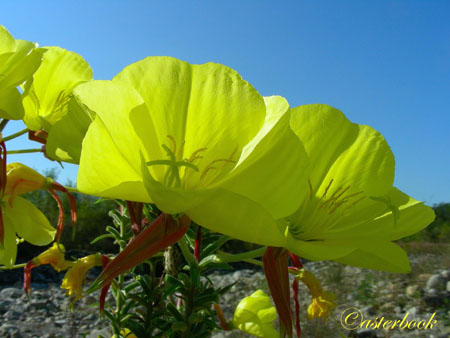 Oenothera glazioviana Micheli  110915-25 copia