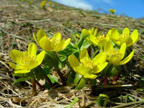 Eranthis hyemalis (L.) Salisb. 130219-94